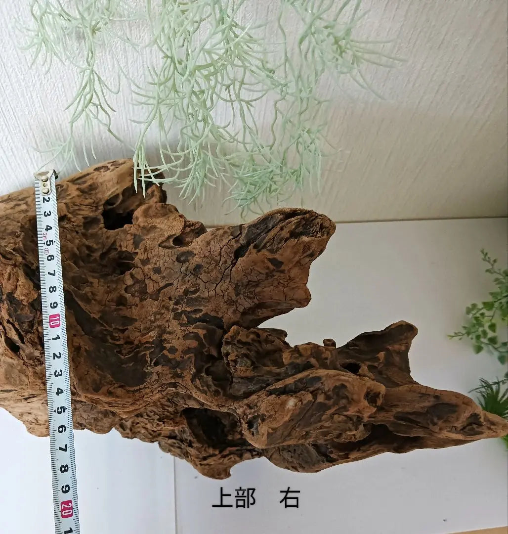 407 Driftwood, impressive (48cm) Red, super beautiful, Insect reptile, Aquarium