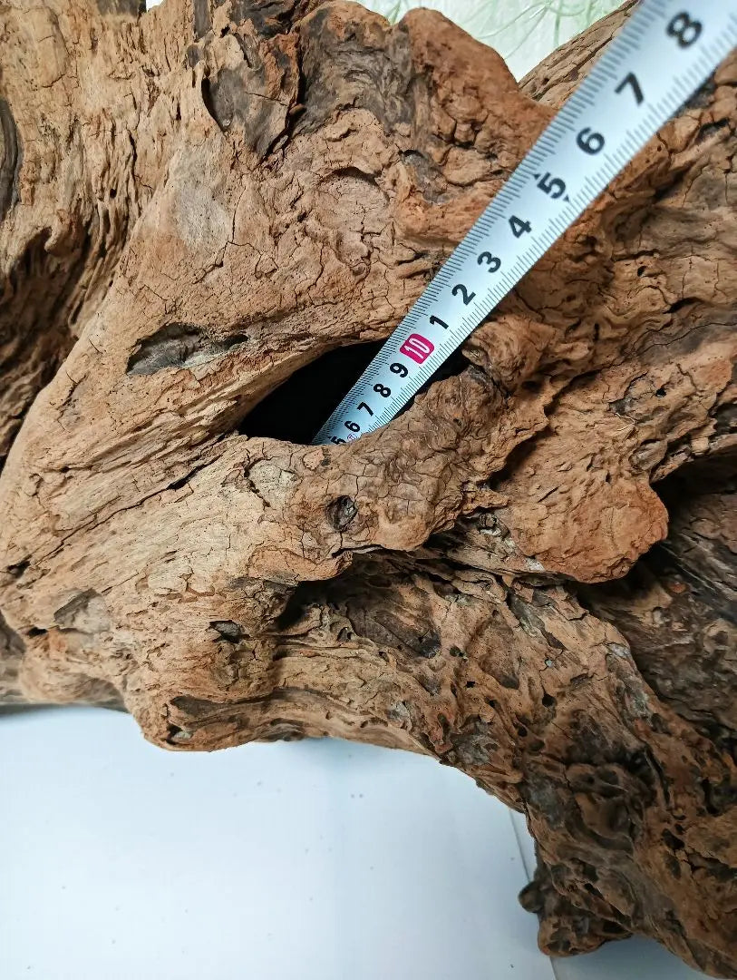 407 Driftwood, impressive (48cm) Red, super beautiful, Insect reptile, Aquarium