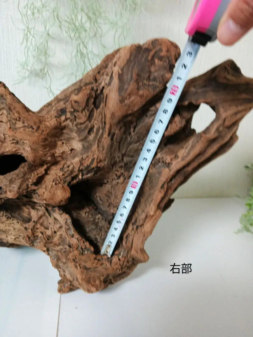 407 Driftwood, impressive (48cm) Red, super beautiful, Insect reptile, Aquarium