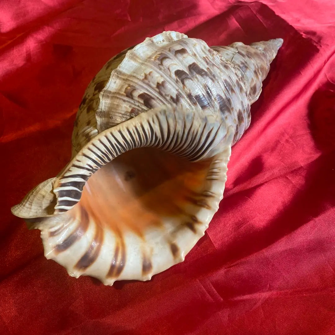 Conch shell material: approx. 35cm Material: Amulet