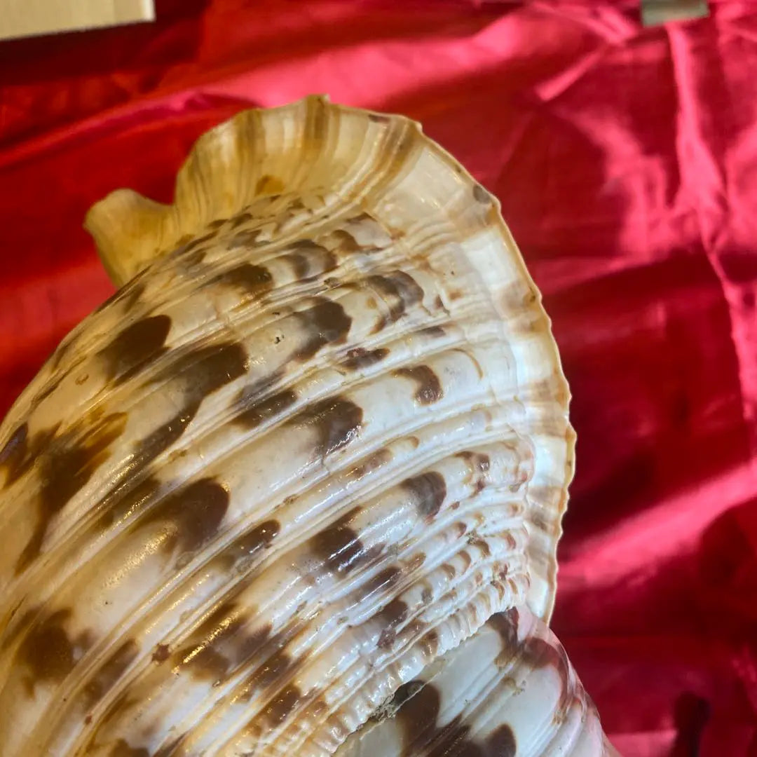 Conch shell material: approx. 35cm Material: Amulet