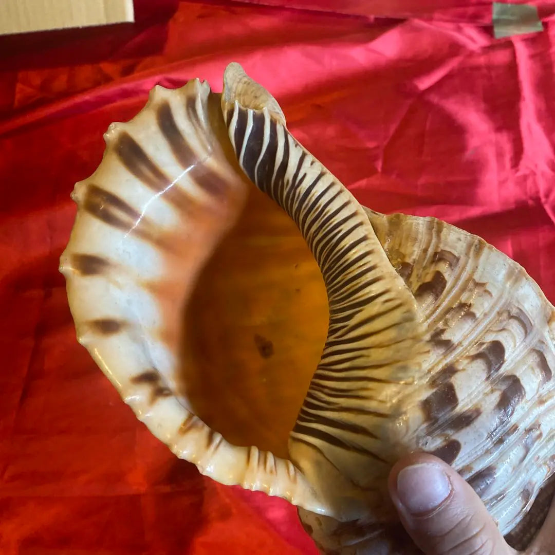 Conch shell material: approx. 35cm Material: Amulet