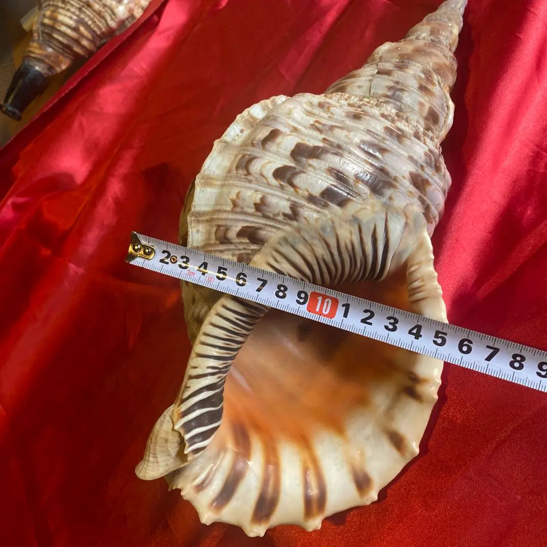 Conch shell material: approx. 35cm Material: Amulet