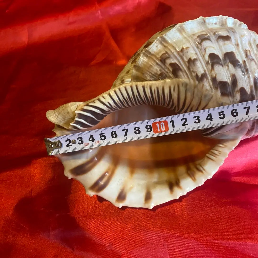 Conch shell material: approx. 35cm Material: Amulet