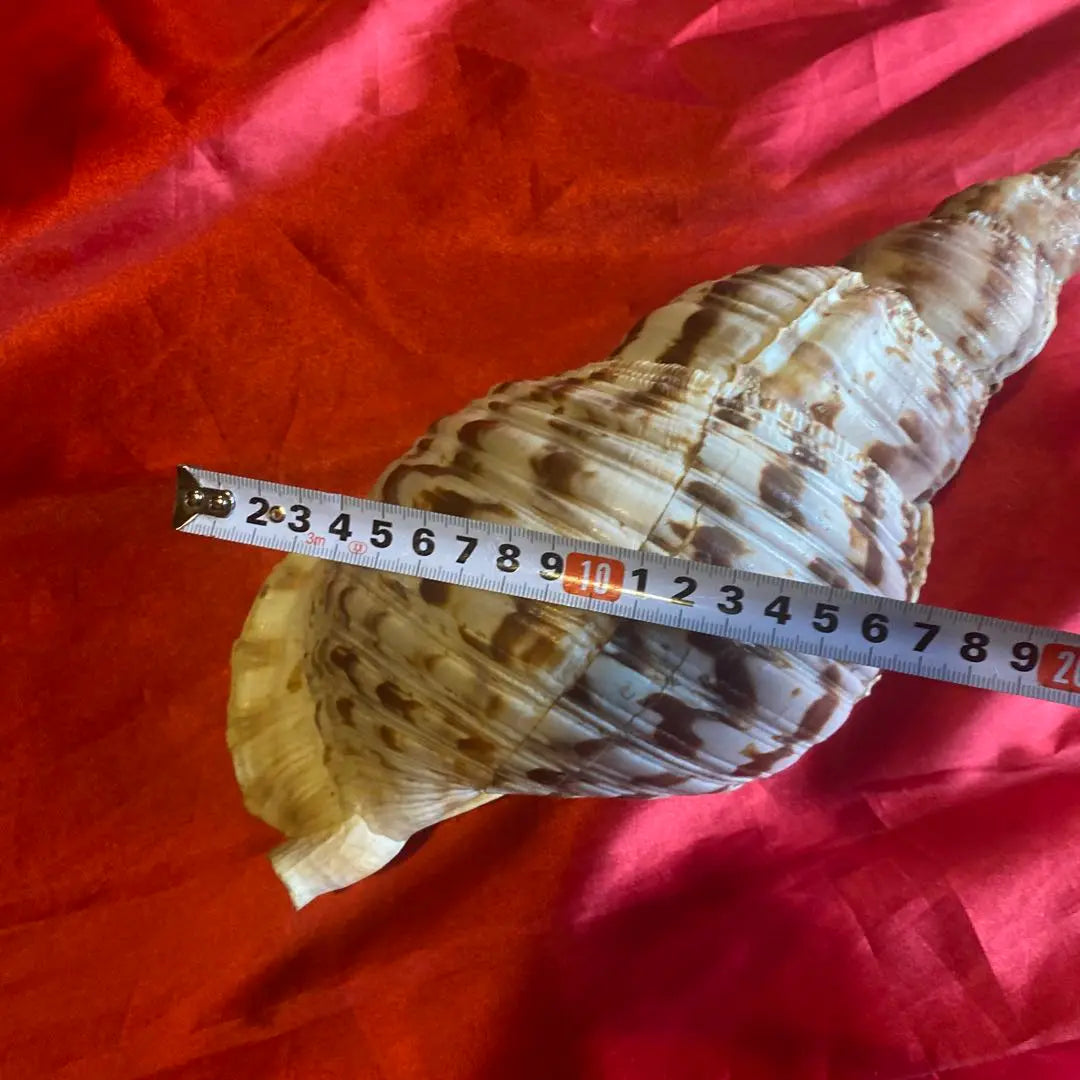 Conch shell material: approx. 35cm Material: Amulet