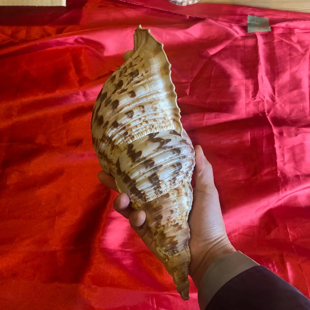 Conch shell material: approx. 35cm Material: Amulet