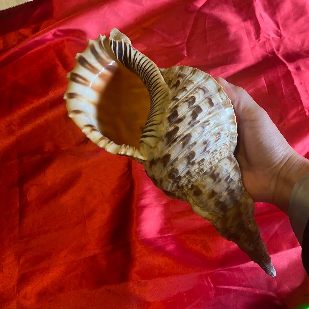 Conch shell material: approx. 35cm Material: Amulet