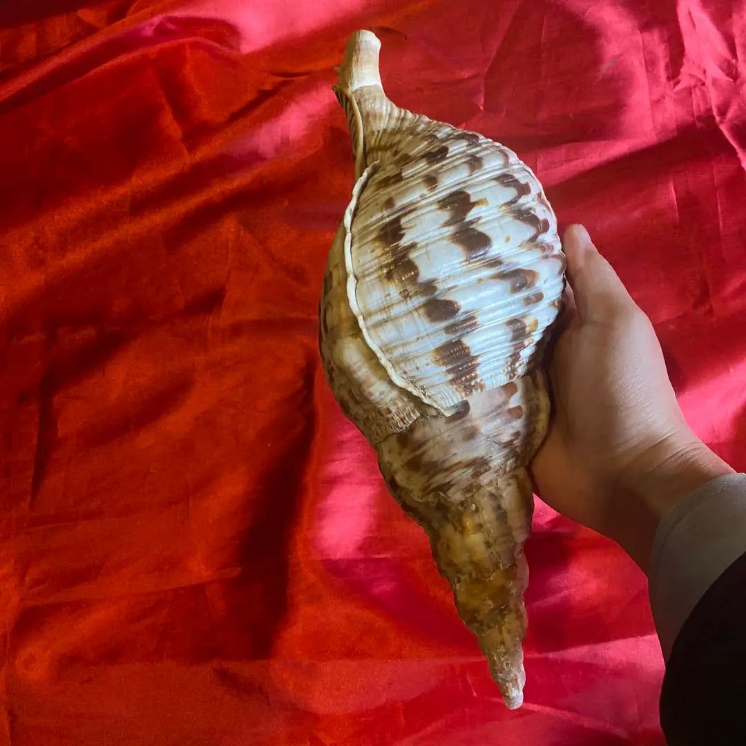 Conch shell material: approx. 35cm Material: Amulet