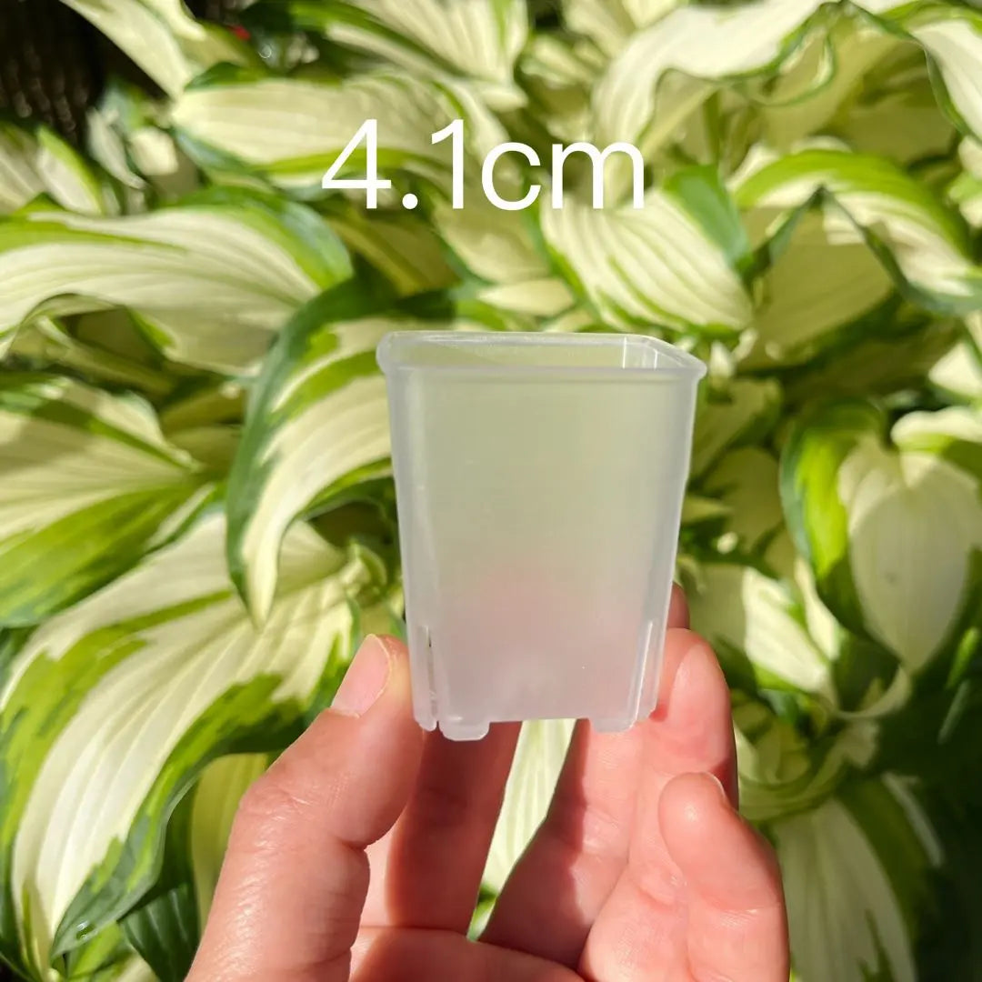 60 small plastic clear pots shipped by Mercari (easy to check the water supply and the condition of the roots)