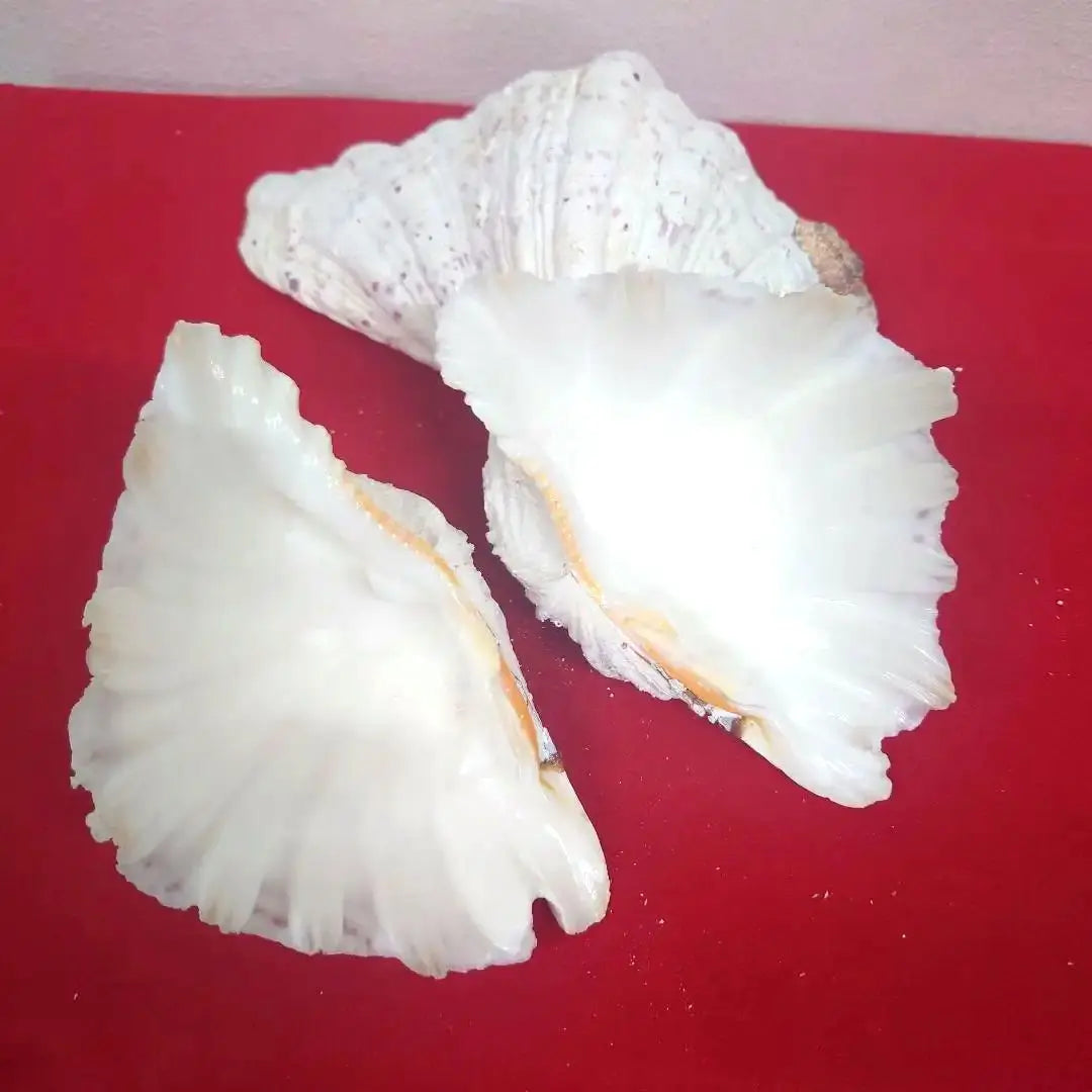 Shells Both sides and large pieces of shellfish (Shagosh shell) from Okinawa Prefecture