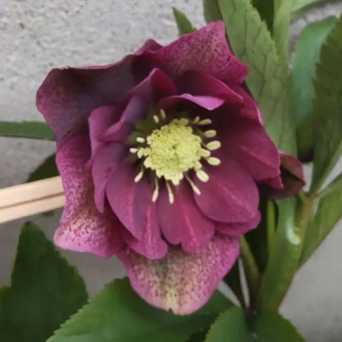 Christmas rose seedlings, purple, double flowering plant