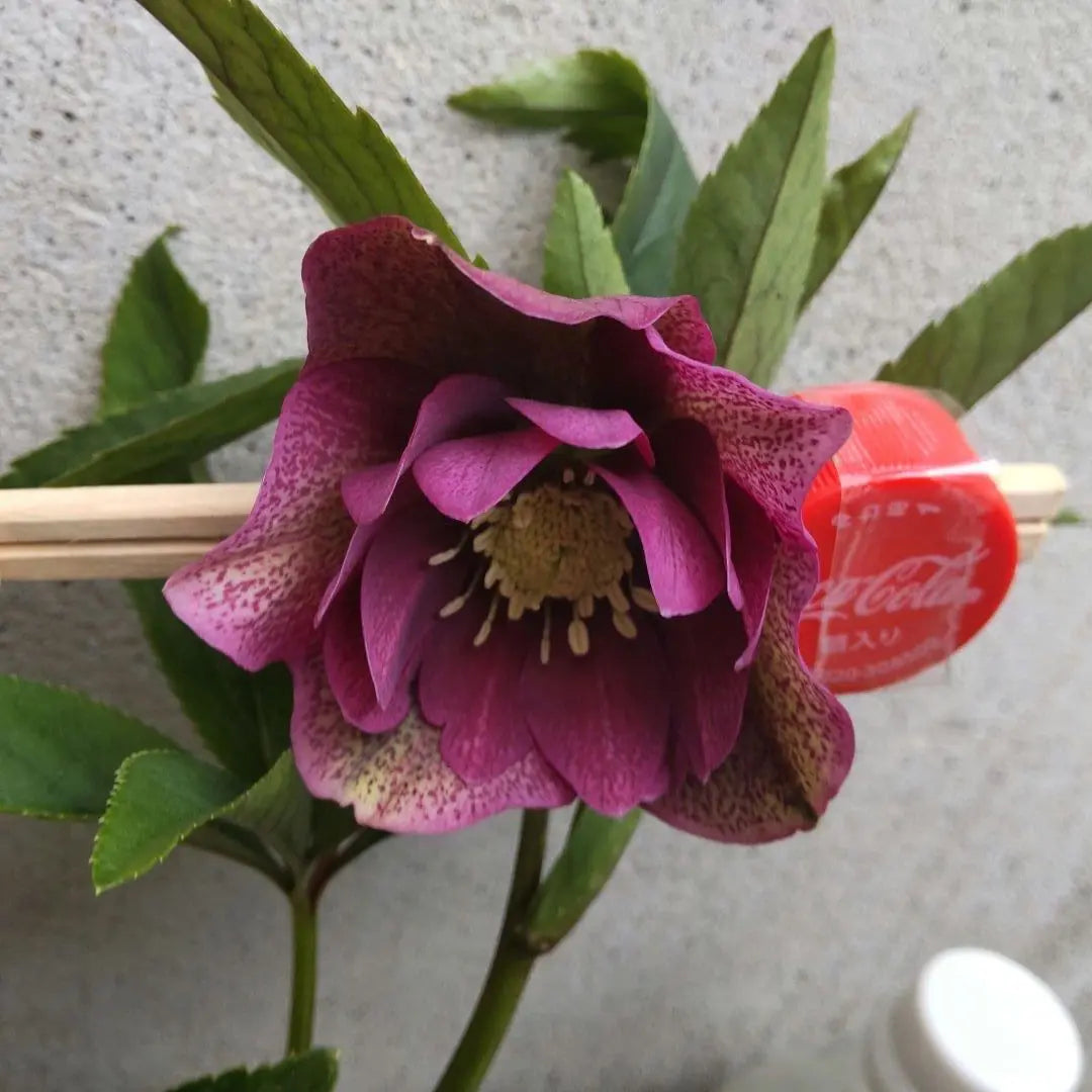 Christmas rose seedlings, purple, double flowering plant