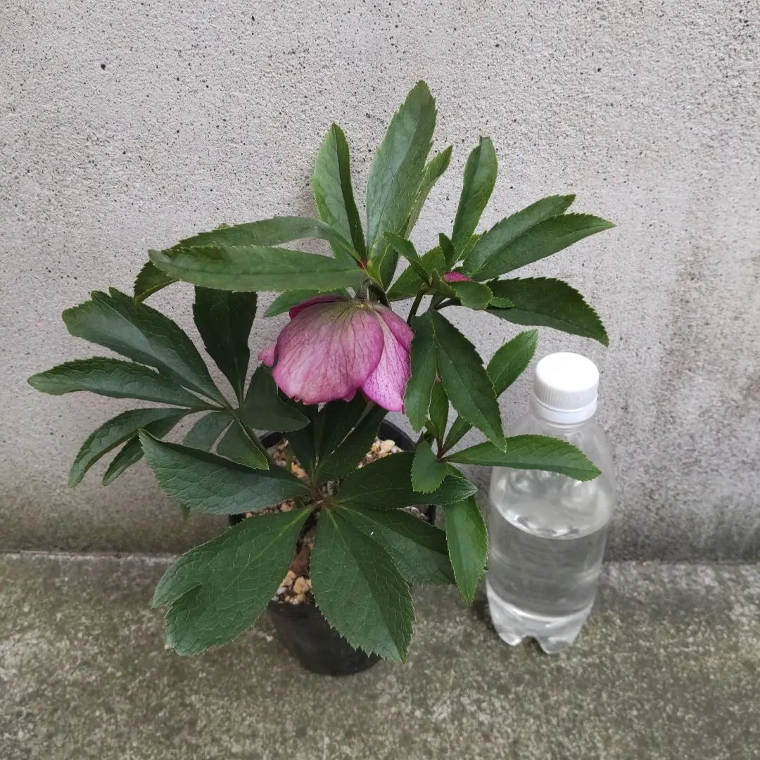 Christmas rose seedlings, purple, double flowering plant