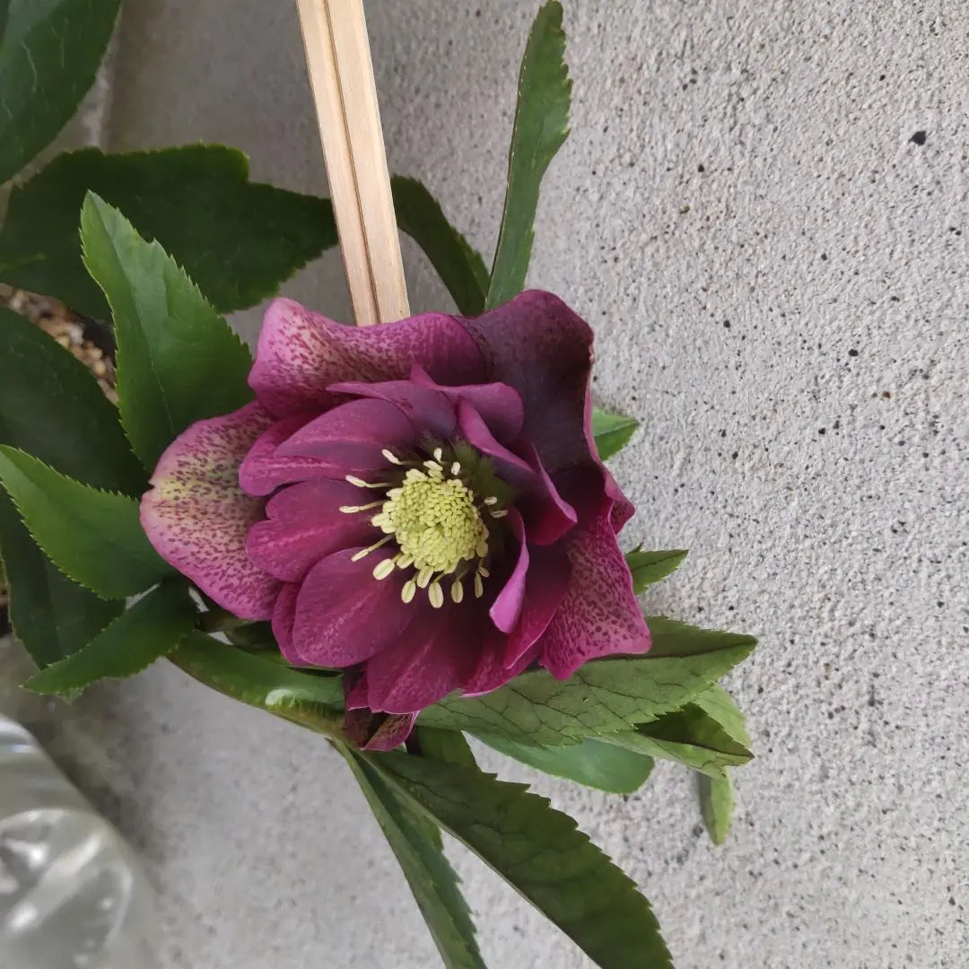 Christmas rose seedlings, purple, double flowering plant