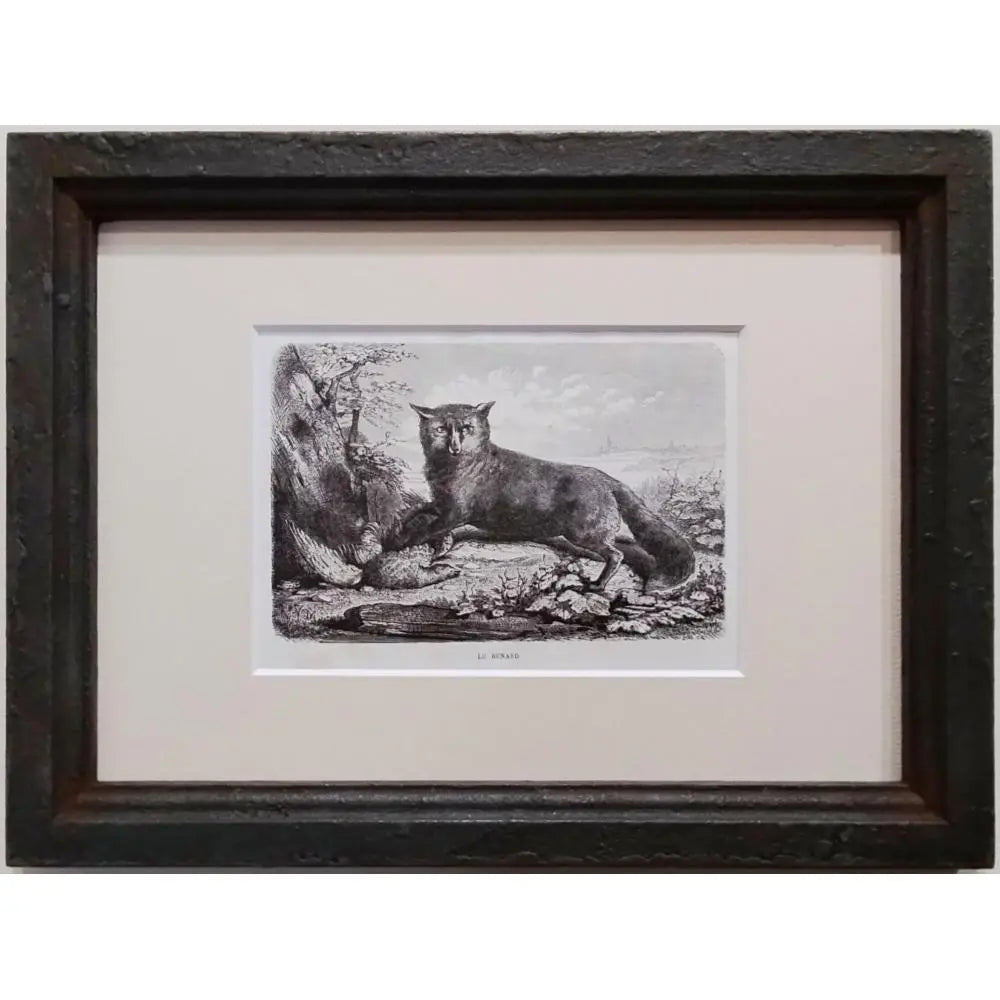 Fox Illustrations - French Antique Prints - 1880 Animals - Natural Paintings - Picture Frames