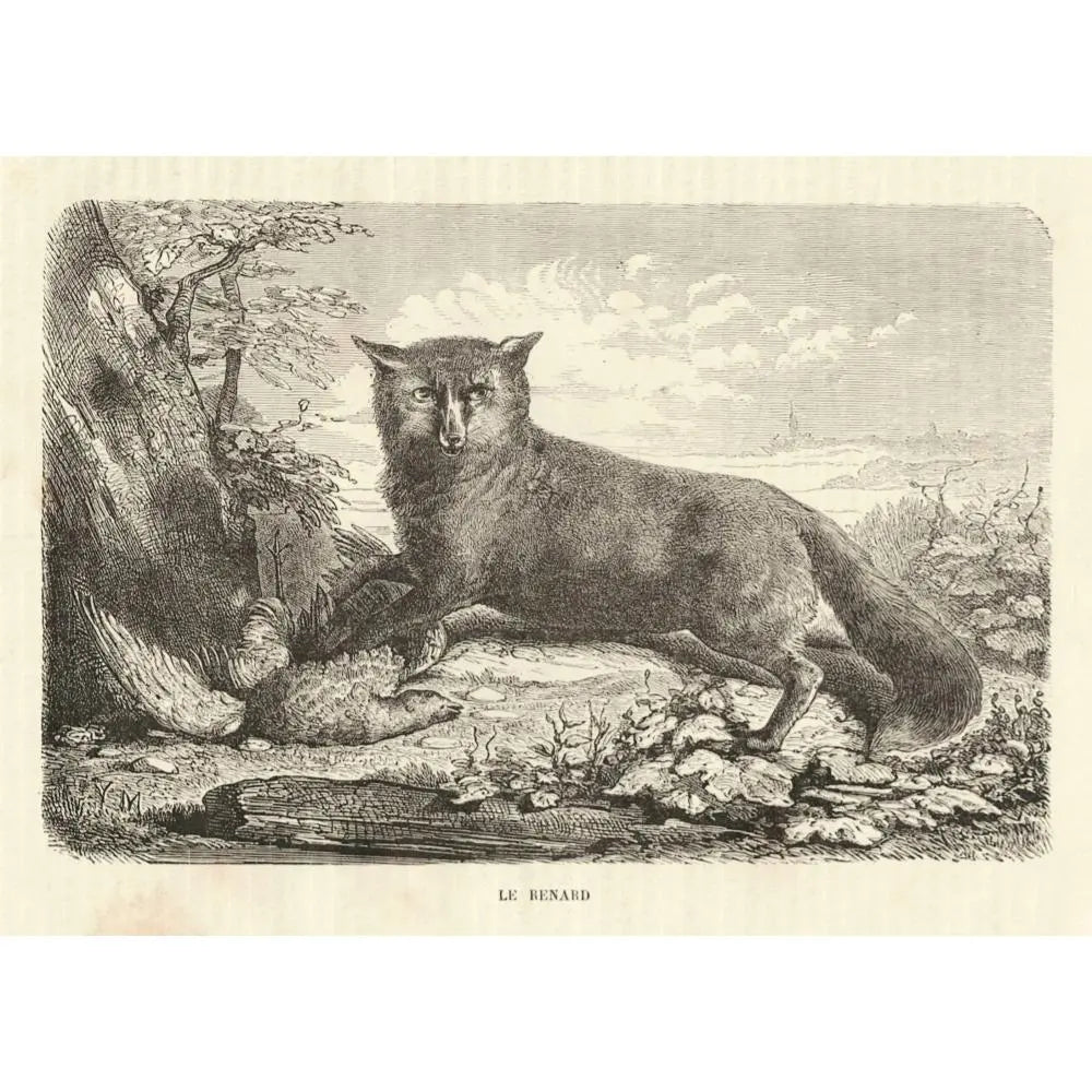 Ilustraciones de zorros - Grabados antiguos franceses - Animales de 1880 - Pinturas naturales - Marcos para cuadros