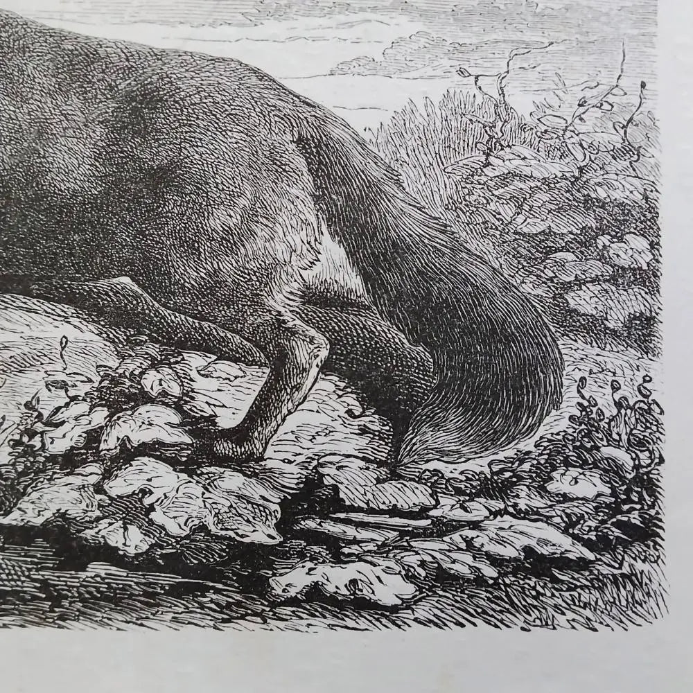 Ilustraciones de zorros - Grabados antiguos franceses - Animales de 1880 - Pinturas naturales - Marcos para cuadros