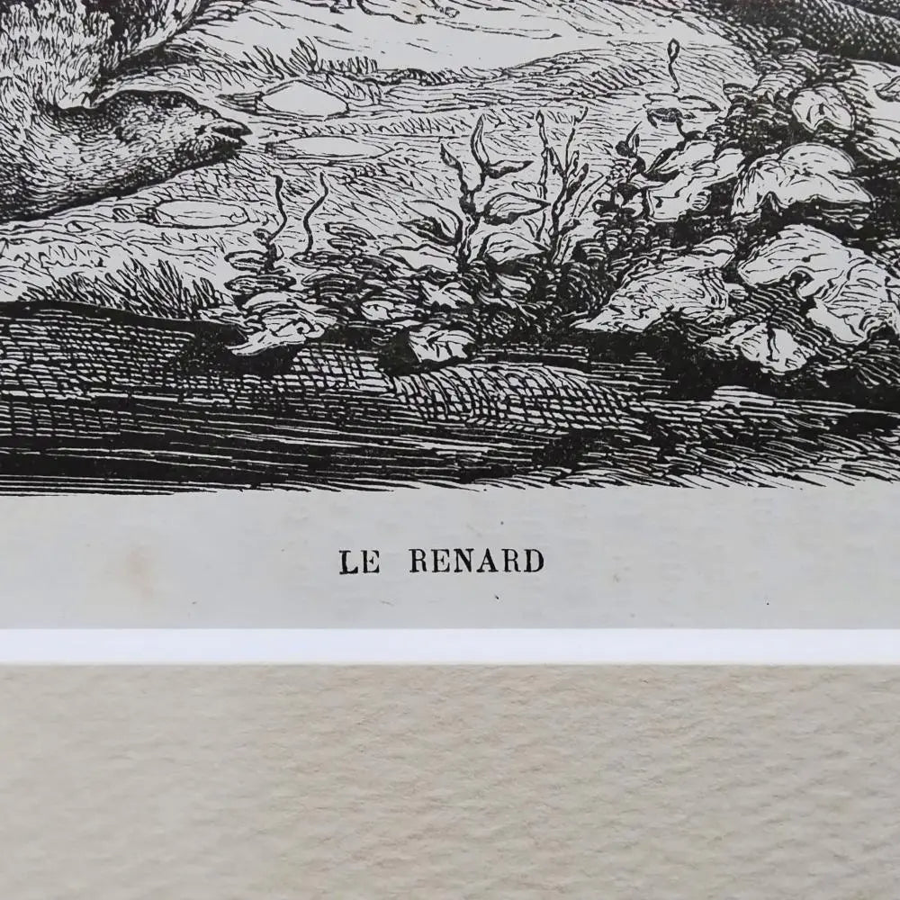 Ilustraciones de zorros - Grabados antiguos franceses - Animales de 1880 - Pinturas naturales - Marcos para cuadros