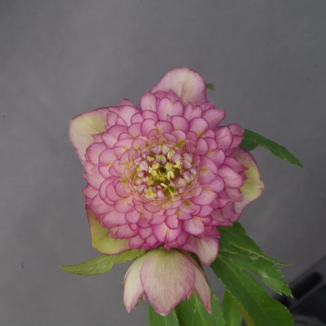 7624 certified! Antique Aphrodite Christmas Rose Blossoming Kato Farm