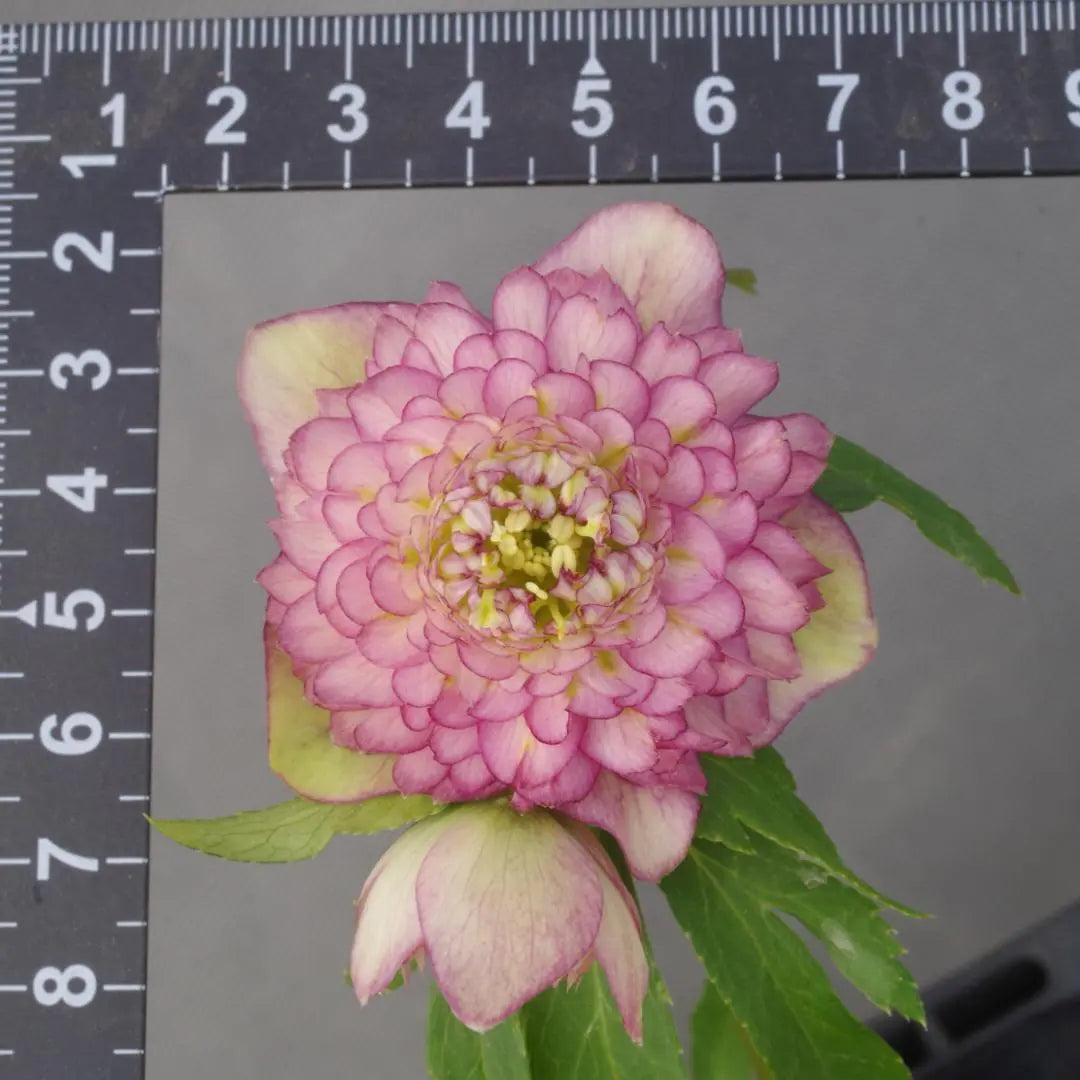 7624 certified! Antique Aphrodite Christmas Rose Blossoming Kato Farm