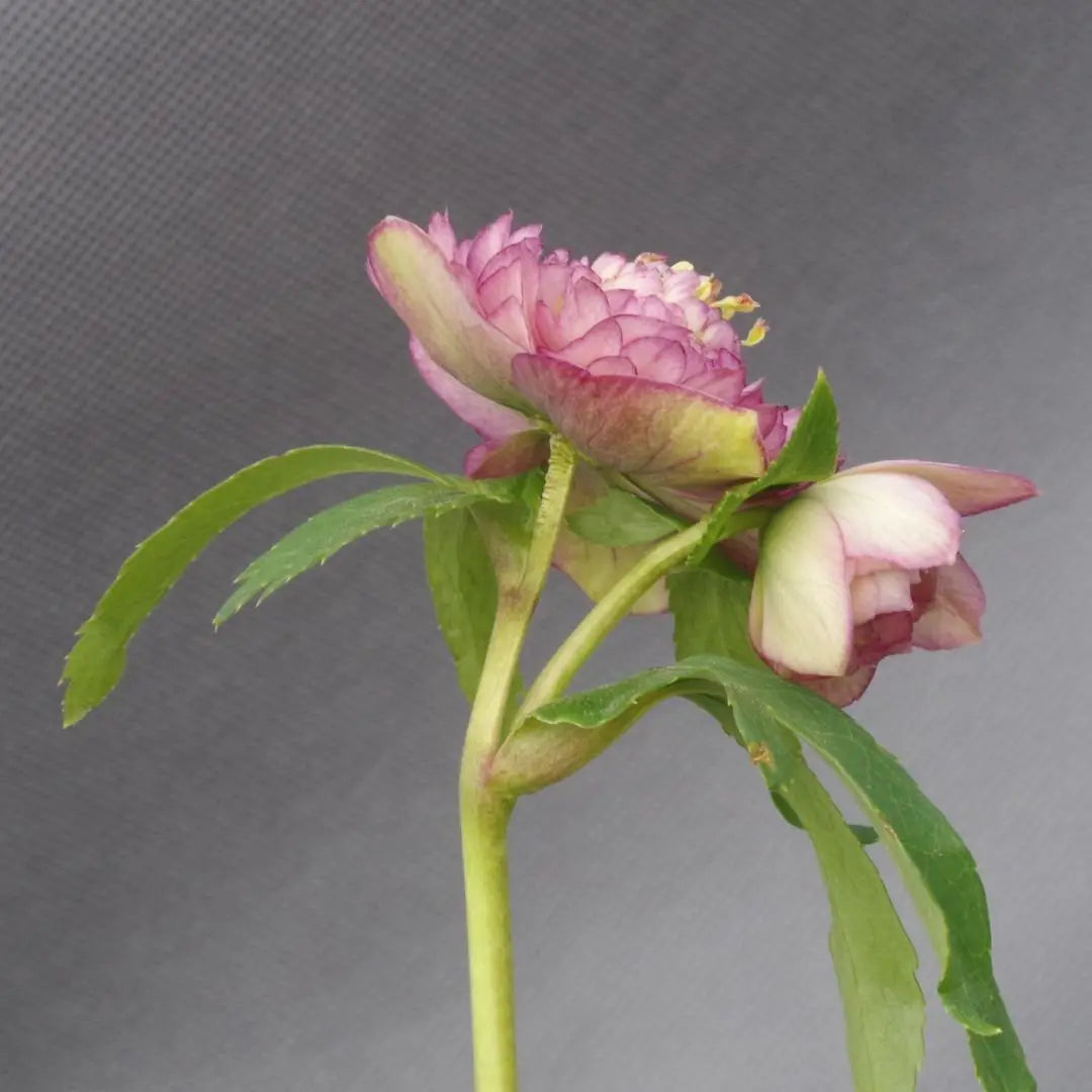 7624 certified! Antique Aphrodite Christmas Rose Blossoming Kato Farm