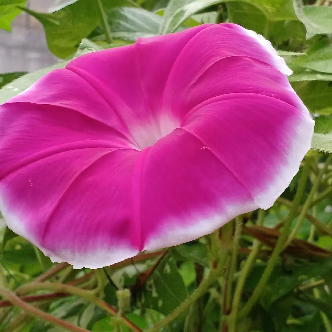 Morning glory seeds: Akatsuki of Heian 20 tablets