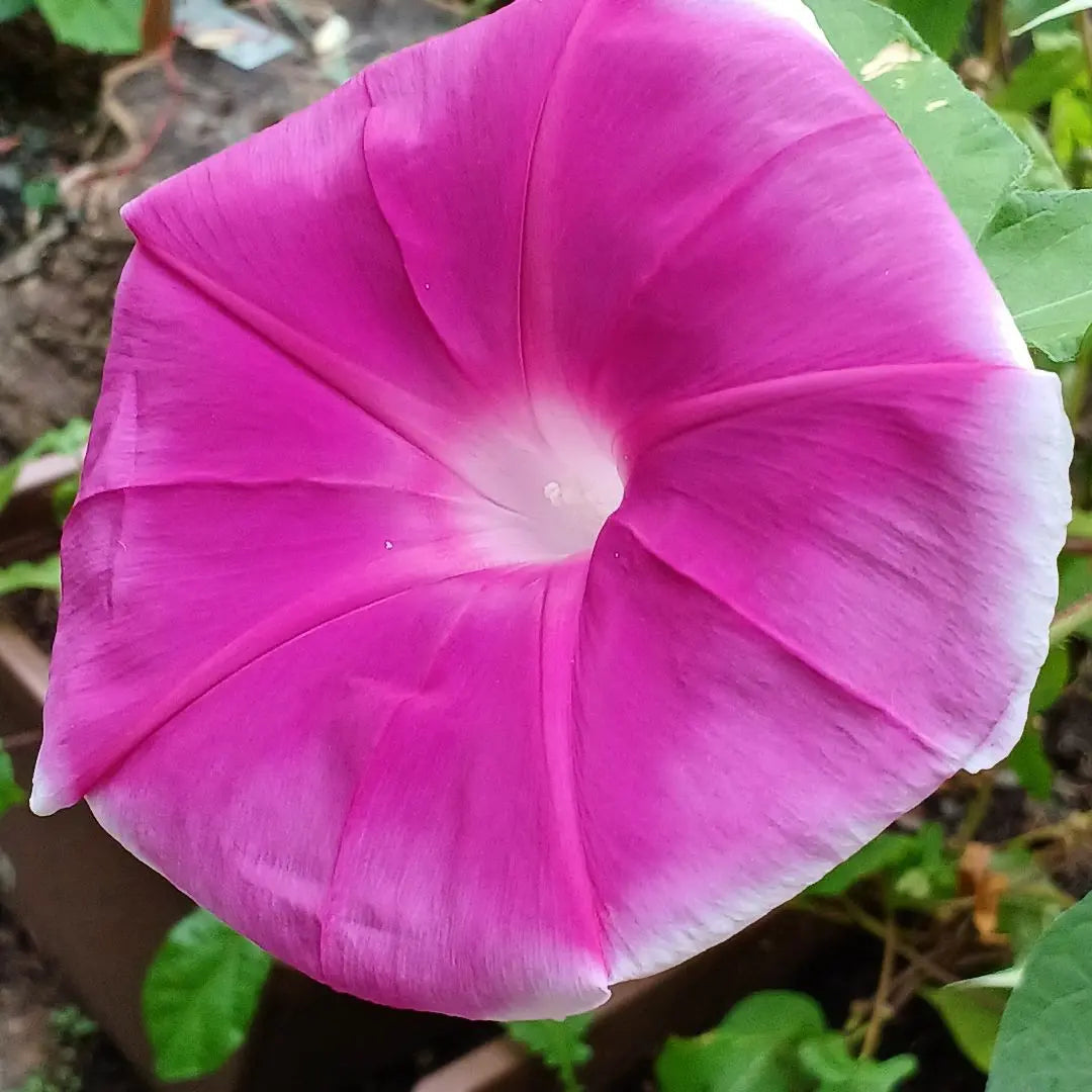 Morning glory seeds: Akatsuki of Heian 20 tablets