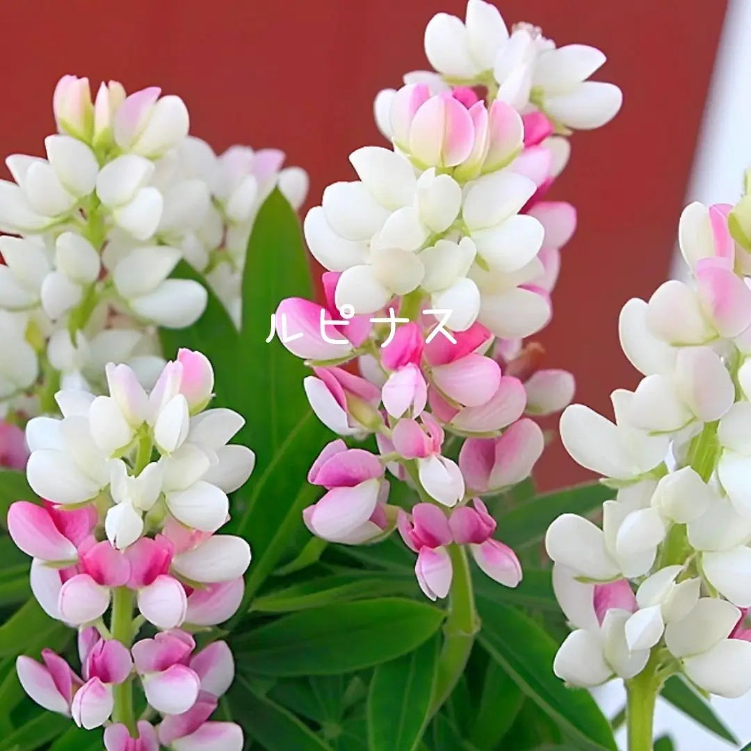 [Increasing] Flower seeds Dwarf lupine Pixie Delite mix 50 tablets