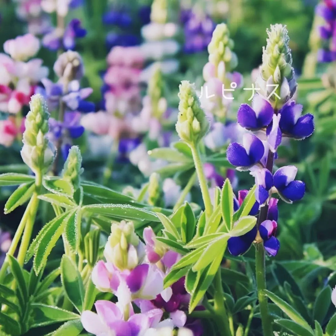 [Increasing] Flower seeds Dwarf lupine Pixie Delite mix 50 tablets