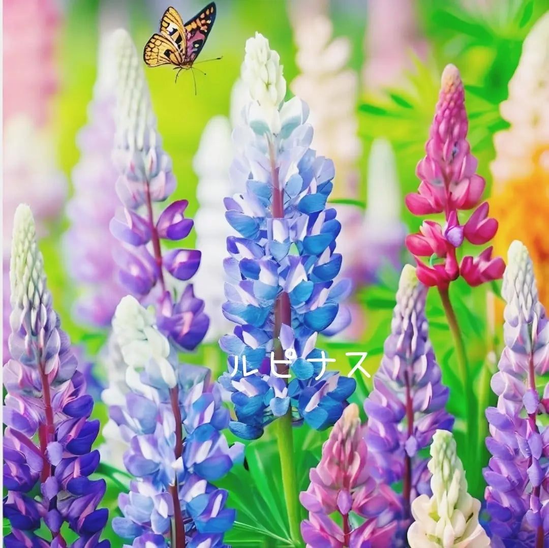 [Increasing] Flower seeds Dwarf lupine Pixie Delite mix 50 tablets