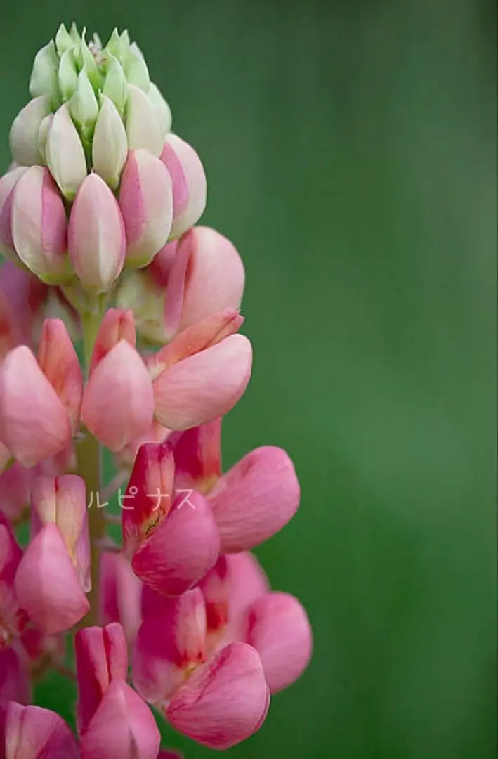 [Increasing] Flower seeds Dwarf lupine Pixie Delite mix 50 tablets