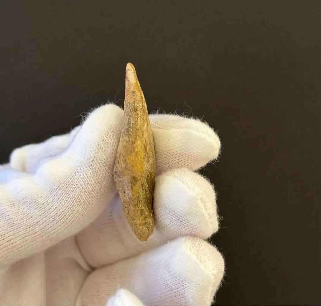 Dinosaur Raptor Claw Fossils from Morocco Approximately 46mm