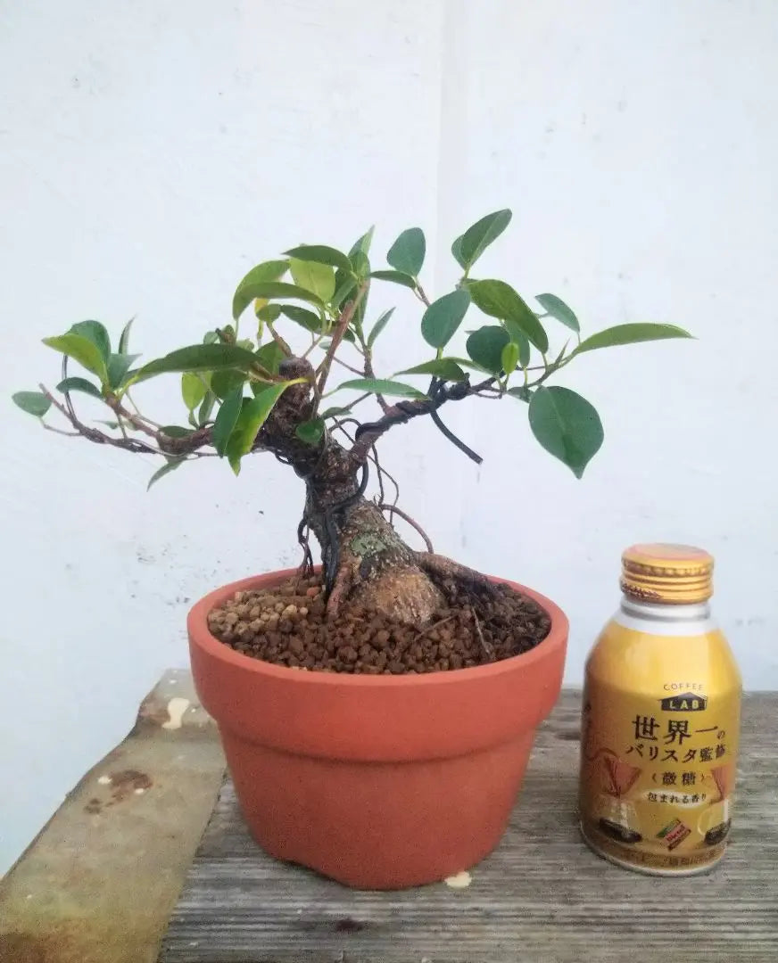 Okinawa-grown banyan mini bonsai