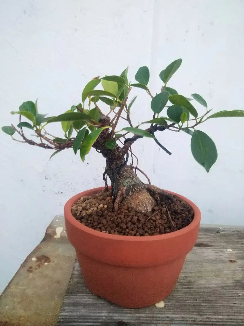 Okinawa-grown banyan mini bonsai