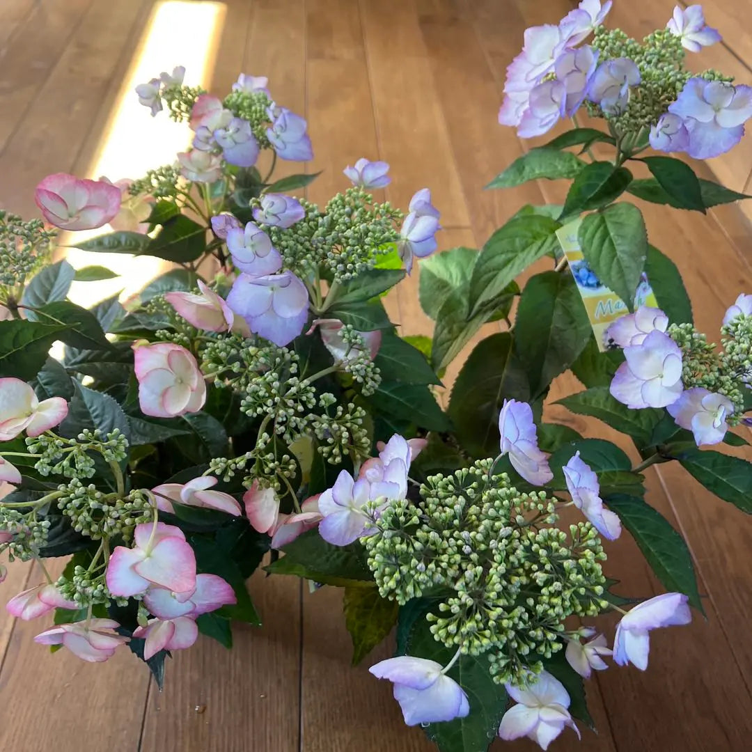 Evergreen hydrangea "Spring Wind March Series" 2-pot set | 常緑アジサイ"春風のMarchシリーズ" 2ポットセット