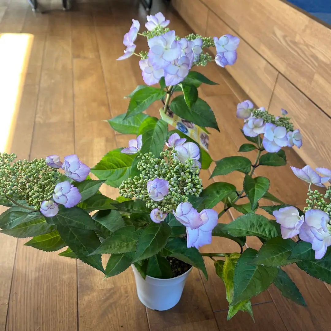 Evergreen hydrangea "Spring Wind March Series" 2-pot set | 常緑アジサイ"春風のMarchシリーズ" 2ポットセット