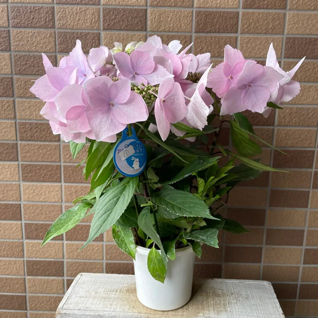 ① Las flores florecen dos veces al año. Hortensia perenne de floración primaveral y dulce torna rosa