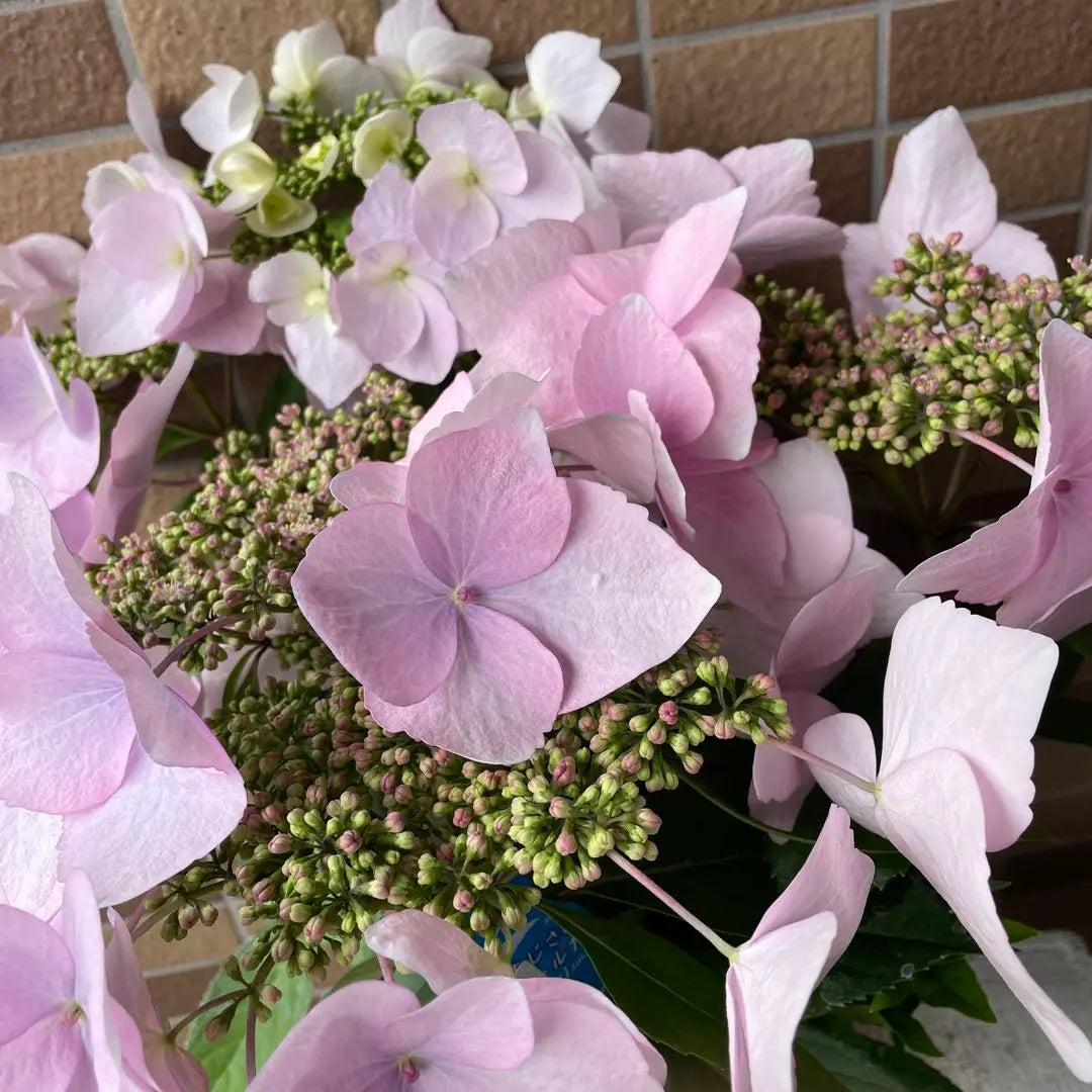 ① Las flores florecen dos veces al año. Hortensia perenne de floración primaveral y dulce torna rosa