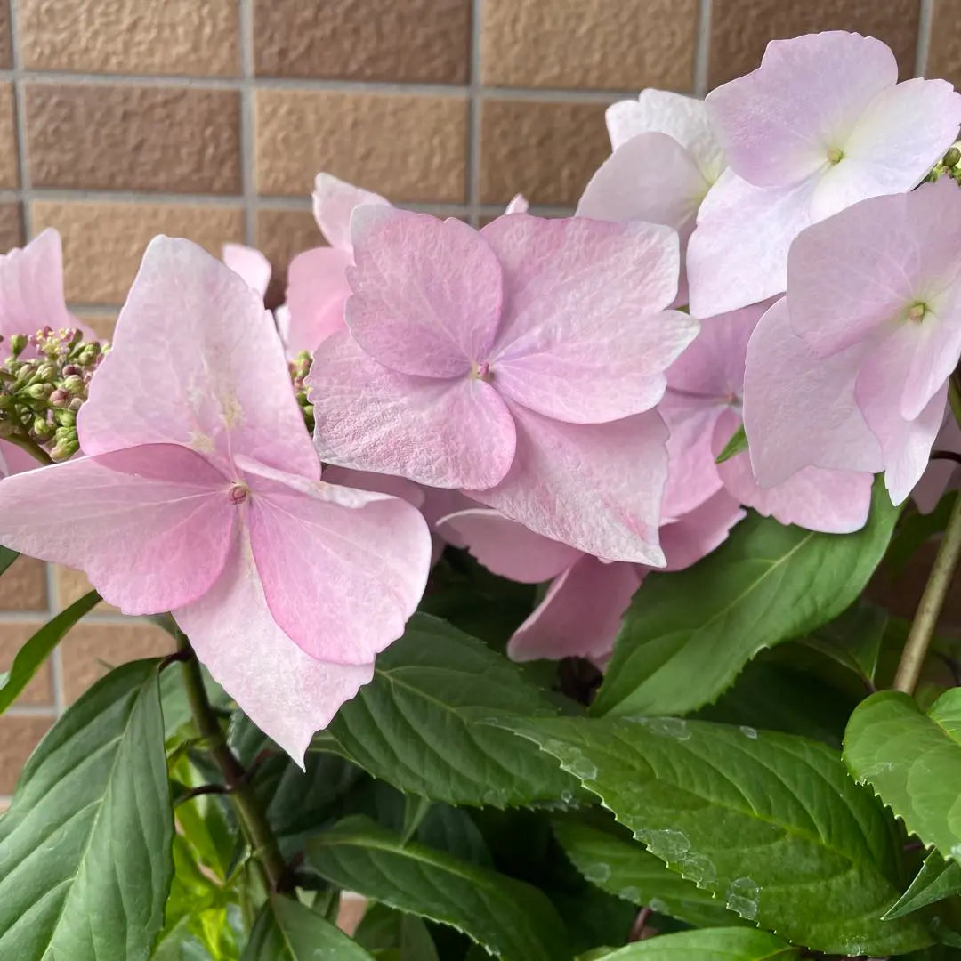 ① Las flores florecen dos veces al año. Hortensia perenne de floración primaveral y dulce torna rosa