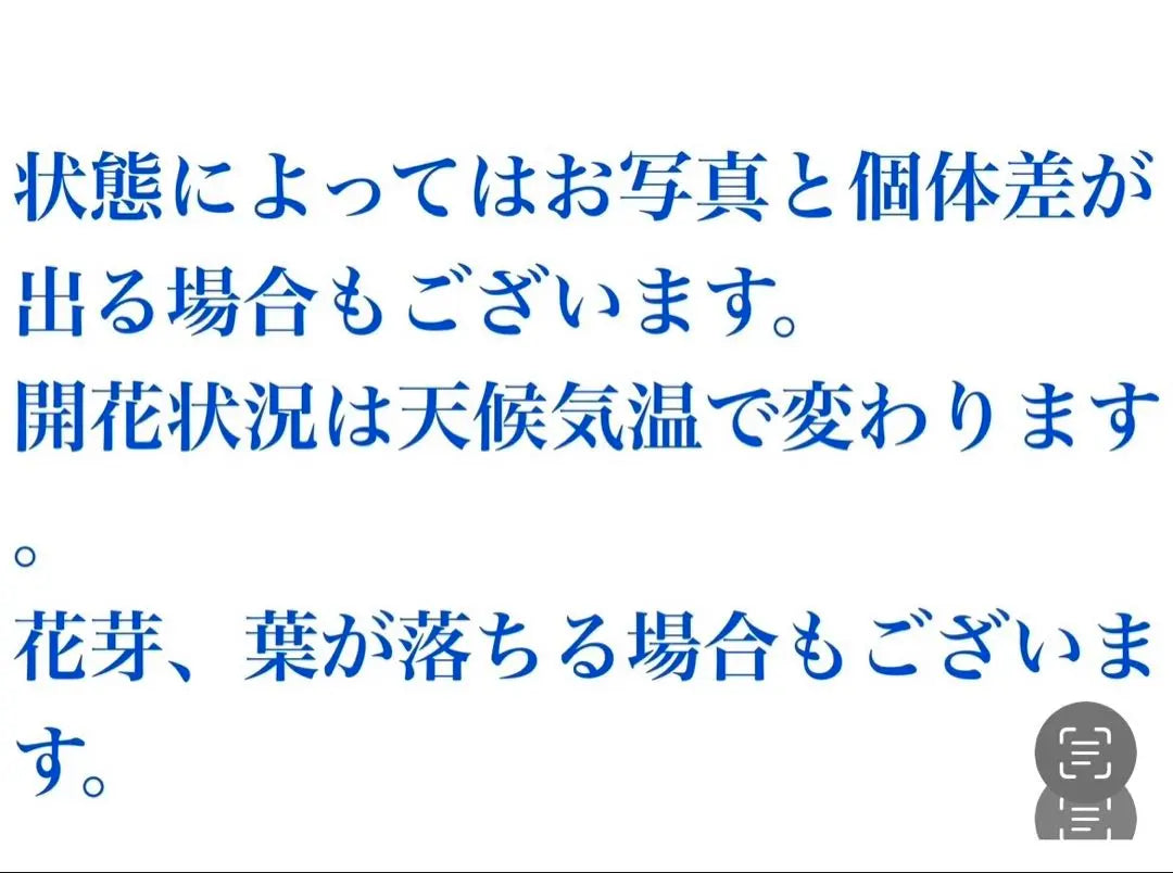 ① Flowers bloom twice in a year. Spring-blooming evergreen hydrangea and sweet torna pink