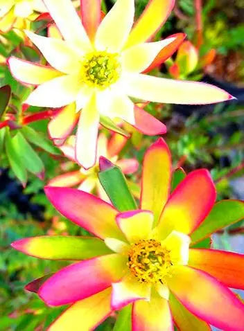 Leucadendron Amy