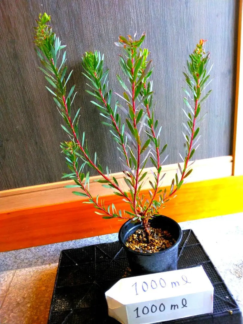 Leucadendron Amy