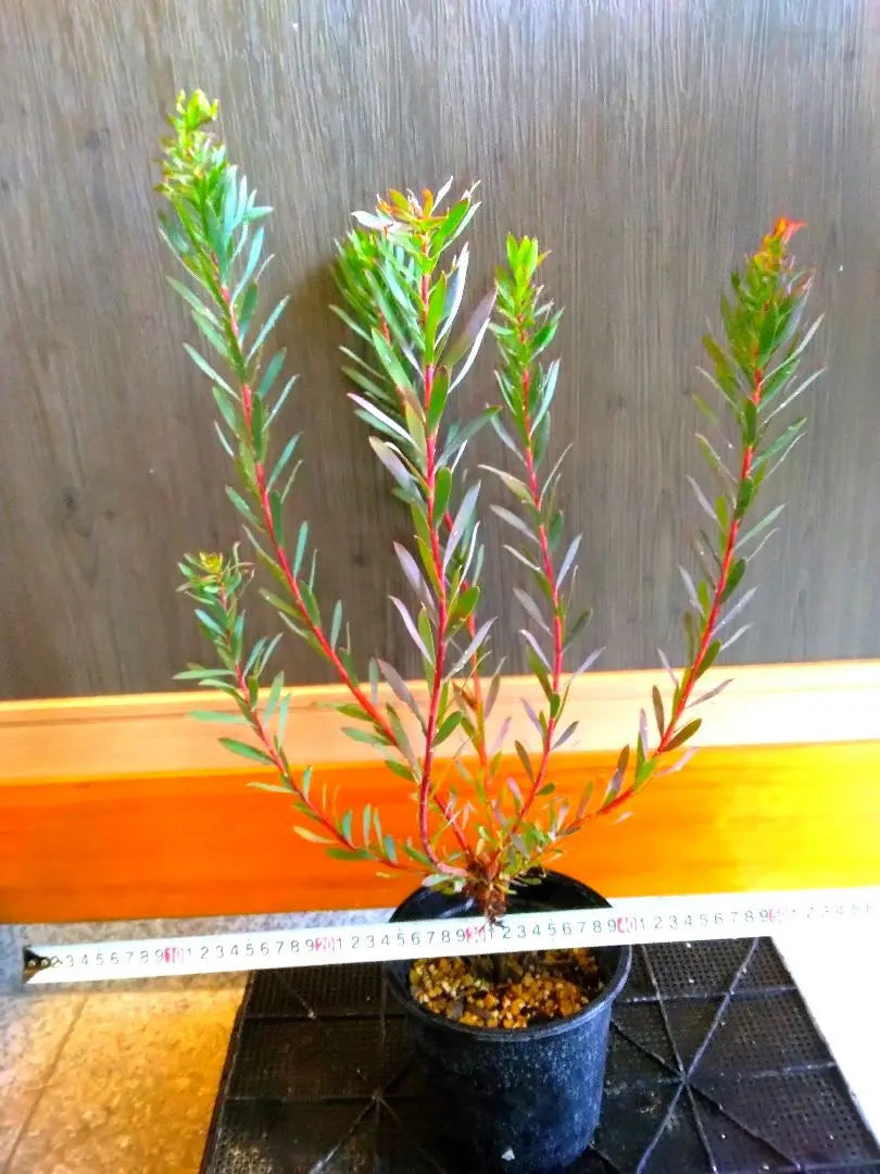 Leucadendron Amy