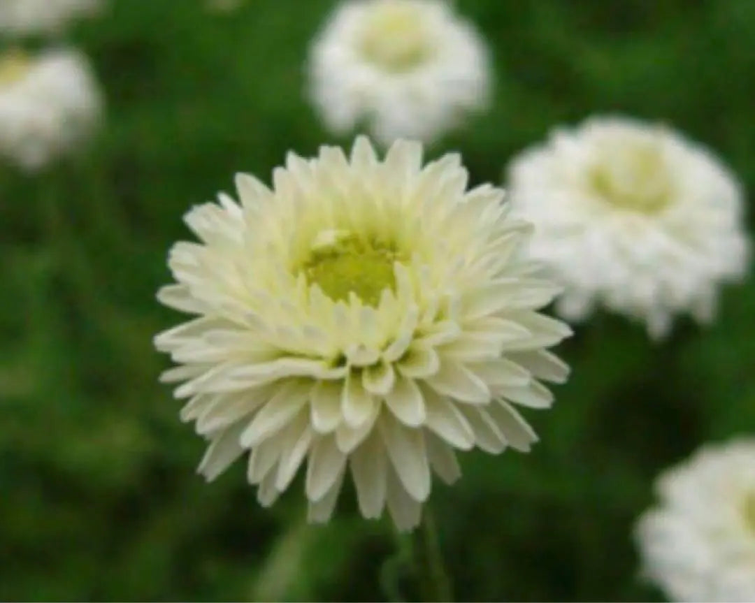 *Flower seedlings: Double-bloomed chamomile ③