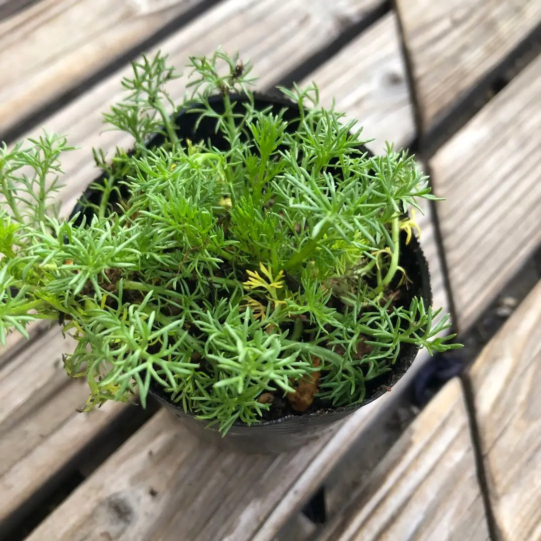 *Flower seedlings: Double-bloomed chamomile ③