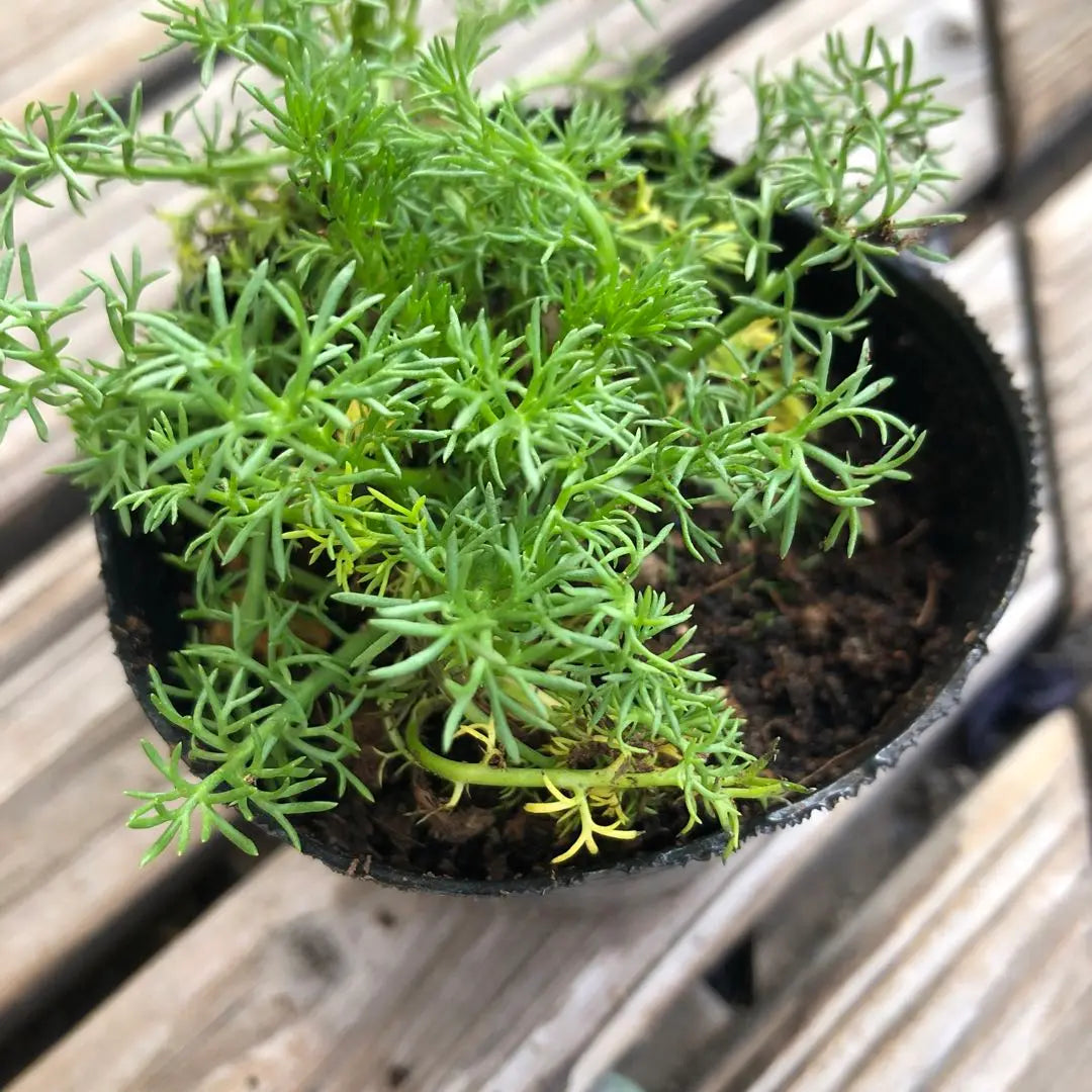 *Flower seedlings: Double-bloomed chamomile ③