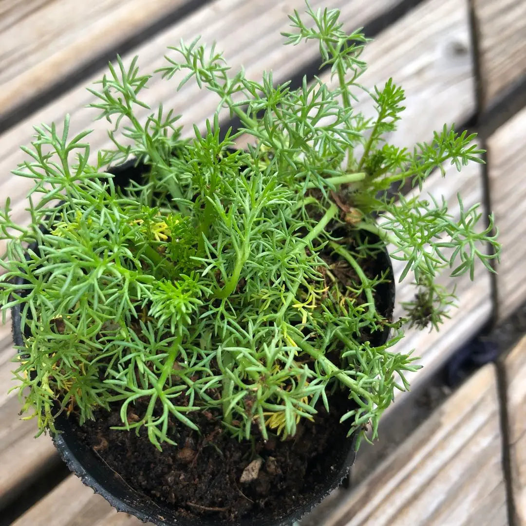 *Flower seedlings: Double-bloomed chamomile ③