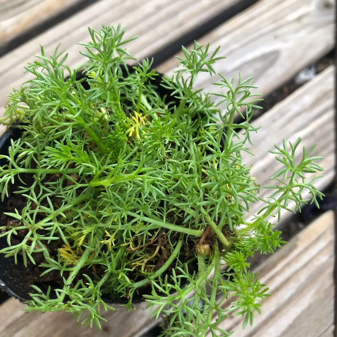 *Flower seedlings: Double-bloomed chamomile ③