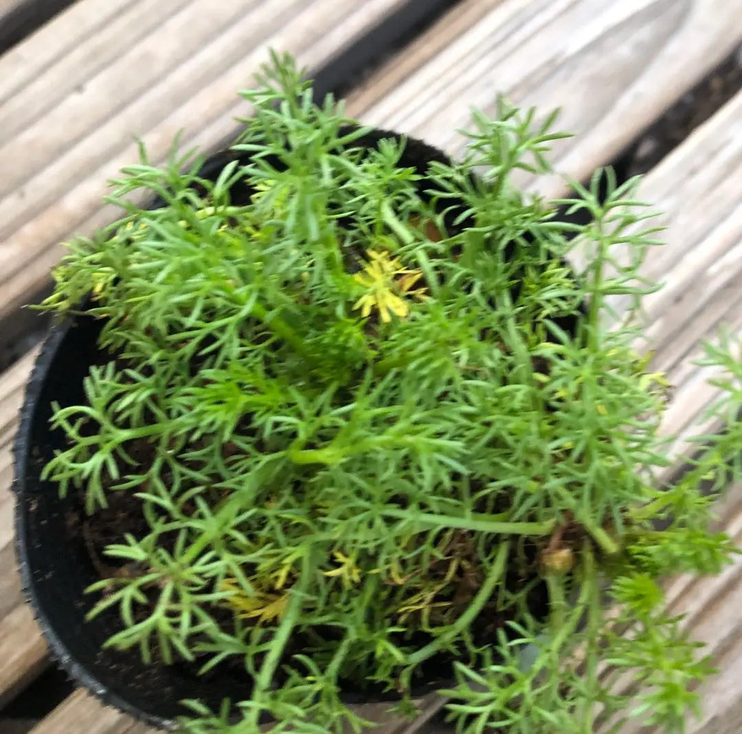 *Flower seedlings: Double-bloomed chamomile ③