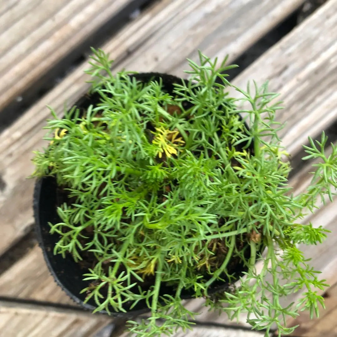 *Flower seedlings: Double-bloomed chamomile ③